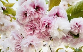 Розовые и белые цветы луизеания крупным планом