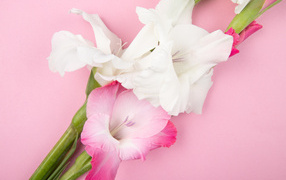 Розовые и белые цветы гладиолуса на розовом фоне