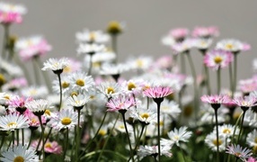 Розовые и белые мелкие цветы маргаритки