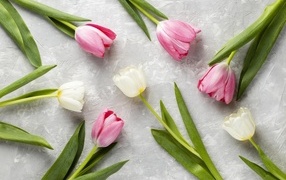 Розовые и белые тюльпаны на сером столе крупным планом