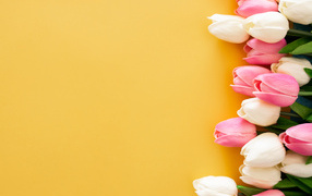 Розовые и белые тюльпаны на желтом фоне, шаблон для открытки