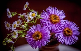 Розовые осенние цветы сентябринка в вазе