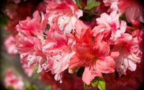 Розовые цветы азалия крупным планом
