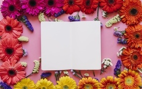 Розовый фон с герберами и белым листом для открытки
