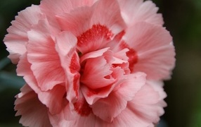 Розовая гвоздика крупным планом