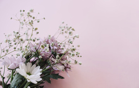 Розовые цветы хризантемы с цветами гипсофилы на белом фоне