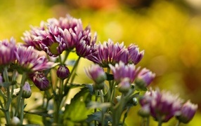 Розовые распускающиеся хризантемы на клумбе