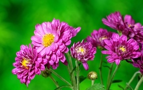 Розовые  хризантемы на зеленом фоне