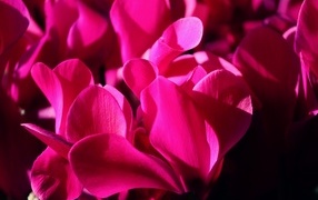 Розовые цветы цикламена крупным планом