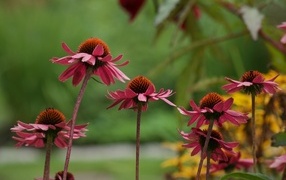 Розовые цветы эхинацея на клумбе