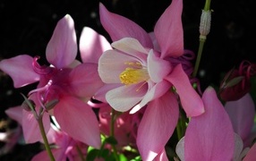 Розовые цветы водосбор крупным планом