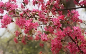 Розовые цветы на ветках дерева весной