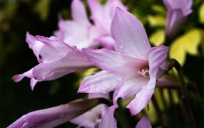 Розовые садовые лилии в каплях росы крупным планом