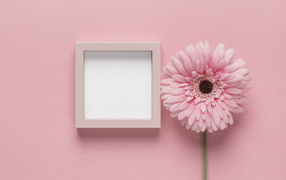 Розовая гербера с рамкой на розовом фоне, шаблон для открытки