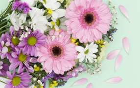 Розовые герберы и цветы хризантемы на голубом фоне