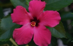 Розовый гибискус вид сверху