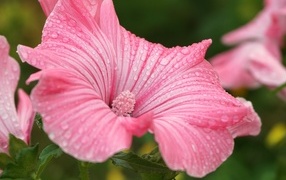 Розовый цветок лаватера