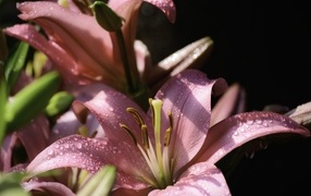 Розовые лилии с каплями росы на лепестках