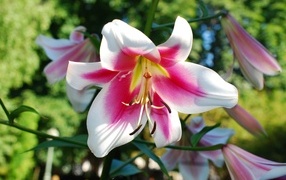 Розовый цветок лилии на клумбе летом