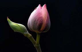 Розовых цветок лотоса на черном фоне