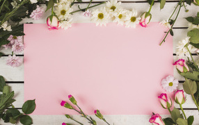 Розовый лист бумаги для открытки с цветами хризантемы