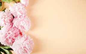 Розовые пионы на бежевом фоне,  шаблон 