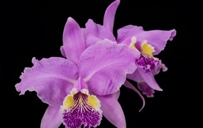 Розовые сорванные цветы орхидеи на черном фоне