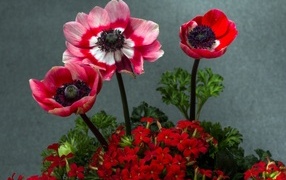 Розовые маки с цветами герани