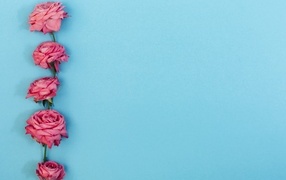 Розовые цветы розы на голубом фоне