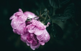 Розовая роза в каплях росы крупным планом