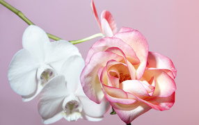 Розовая роза с белыми цветы орхидеи на розовом фоне