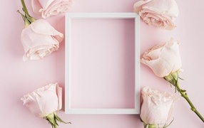 Розовые розы с белой рамкой для открытки