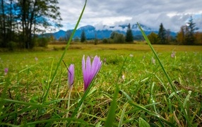 Розовые цветы шафрана на поле весной