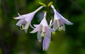 Розовые маленькие садовые лилии на ветке