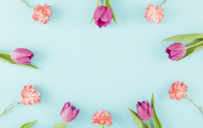 Розовые тюльпаны и гвоздики на голубом фоне, шаблон 