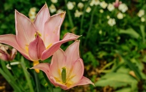 Розовые тюльпаны на клумбе крупным планом