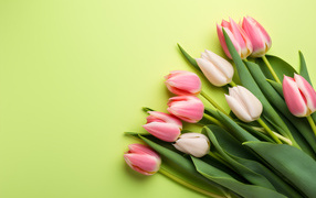 Розовые тюльпаны на зеленом фоне, шаблон 