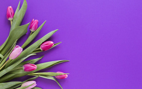Розовые тюльпаны на сиреневом фоне, шаблон 