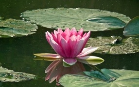 Розовая водяная лилия с большими зелеными листьями в пруду