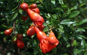 Цветы граната на ветке с зелеными листьями