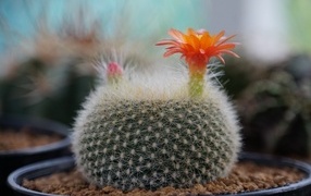 Колючий кактус в горшке с цветами