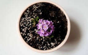 Фиолетовый цветок в горшке на сером фоне