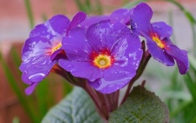 Фиолетовый комнатный цветок примула