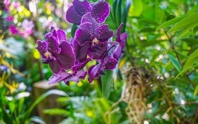 Фиолетовые цветы орхидеи в оранжереи