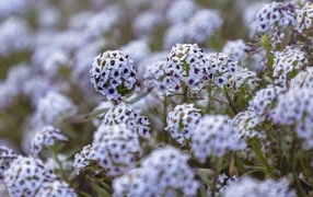 Фиолетовые цветы флокса на клумбе