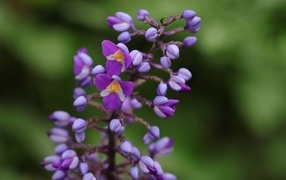 Фиолетовые маленькие цветы орхидеи крупным планом