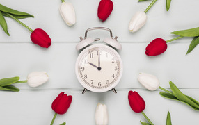 Красные и белые тюльпаны с будильником на сером столе