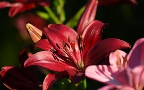 Красные красивые садовые лилии в лучах солнца