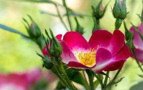 Красная бордюрная роза с бутонами