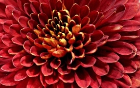 Красный цветок хризантемы вблизи